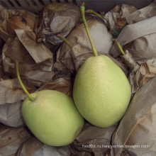 Выбор качества Fresh Green Shandong Pear